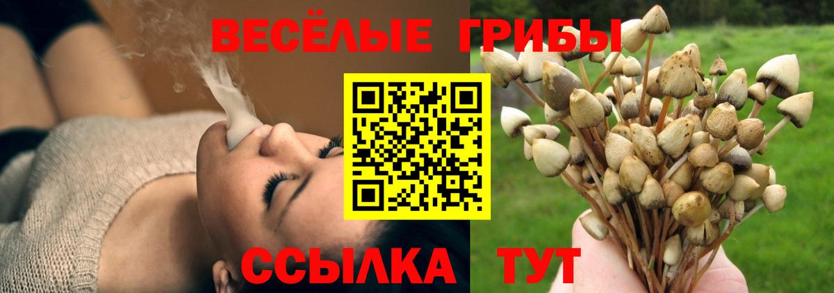 Псилоцибиновые грибы Cubensis Фролово